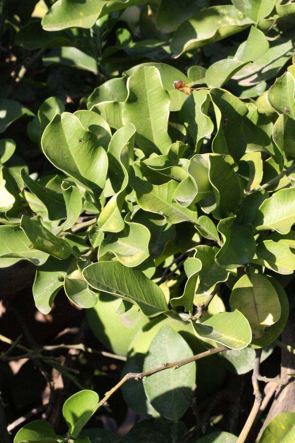              Sun leaves (Riverside, CA)       